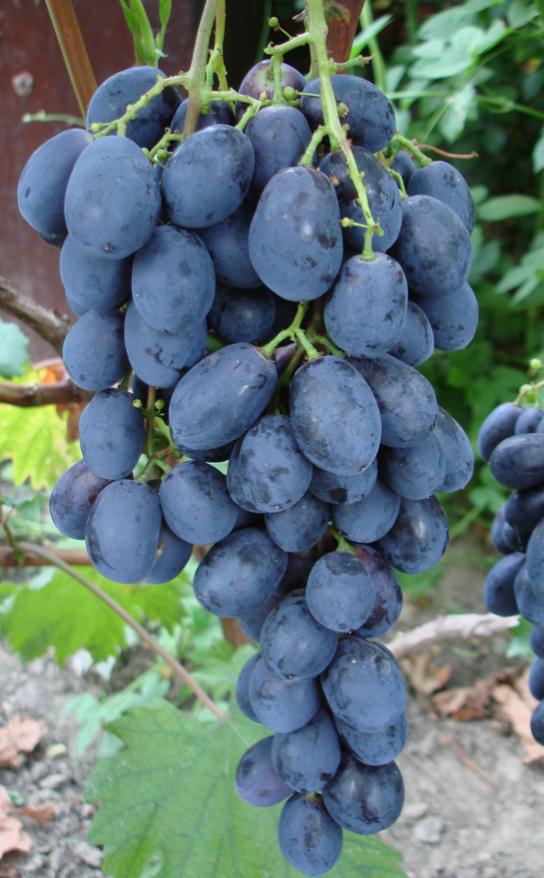 Саженцы винограда: Черный хрусталь - Л.В.Авина